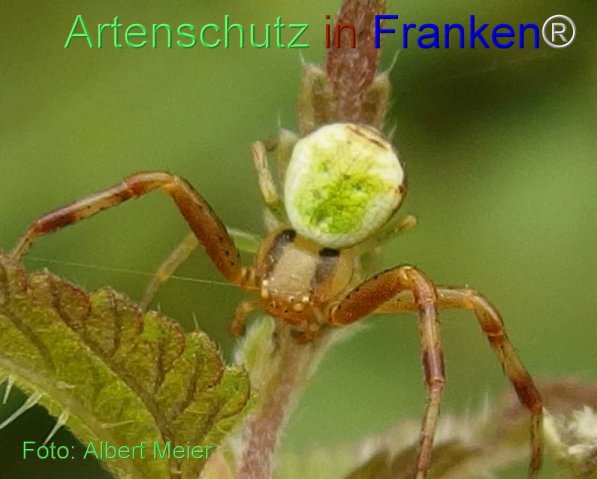 Copyright AiS Albert Meier Bild zum Eintrag (71317-160)