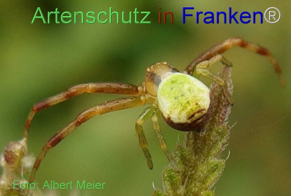 Copyright AiS Albert Meier Bild zum Eintrag (71318-160)