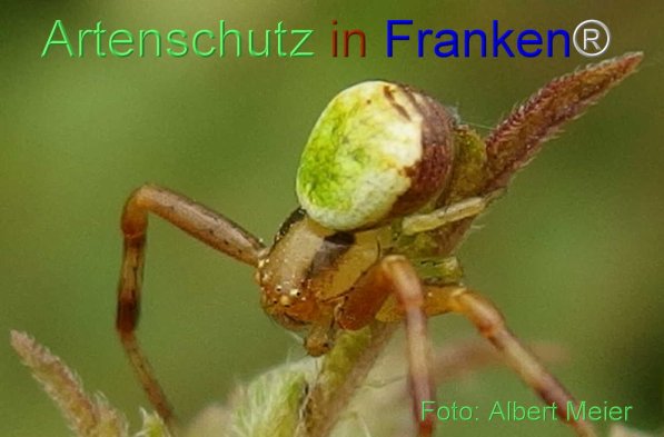 Copyright AiS Albert Meier Bild zum Eintrag (71319-160)