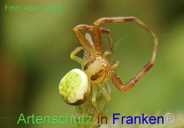 Copyright AiS Albert Meier Bild zum Eintrag (71320-160)