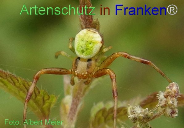 Copyright AiS Albert Meier Bild zum Eintrag (71321-160)