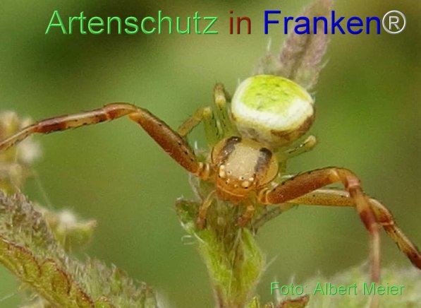 Copyright AiS Albert Meier Bild zum Eintrag (71322-160)