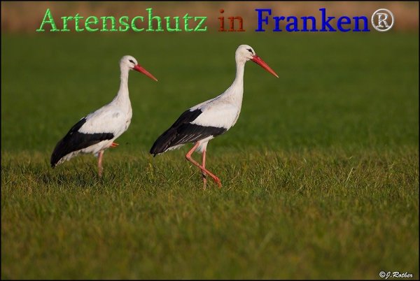 Copyright AiS Johannes Rother Bild zum Eintrag (71337-160)