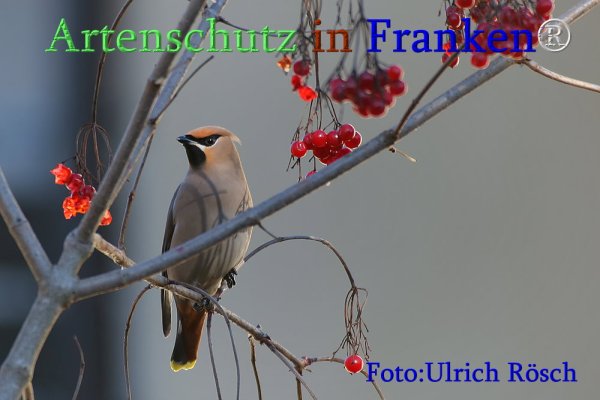Copyright AiS Ulrich Rösch Bild zum Eintrag (71353-160)