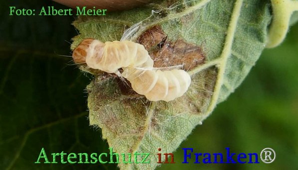 Copyright AiS Albert Meier Bild zum Eintrag (71361-160)
