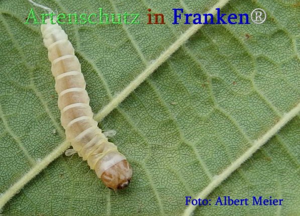 Copyright AiS Albert Meier Bild zum Eintrag (71362-160)
