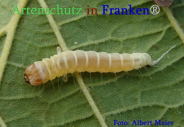 Copyright AiS Albert Meier Bild zum Eintrag (71363-160)