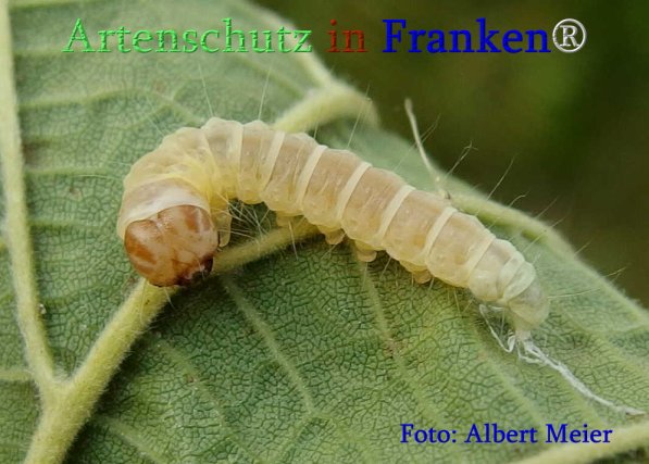 Copyright AiS Albert Meier Bild zum Eintrag (71364-160)