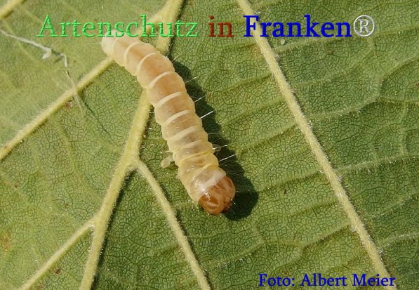 Copyright AiS Albert Meier Bild zum Eintrag (71365-160)