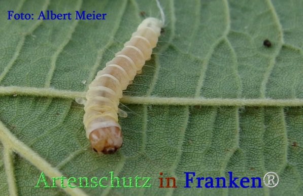 Copyright AiS Albert Meier Bild zum Eintrag (71366-160)