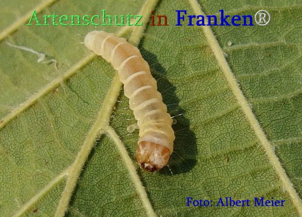 Copyright AiS Albert Meier Bild zum Eintrag (71367-160)