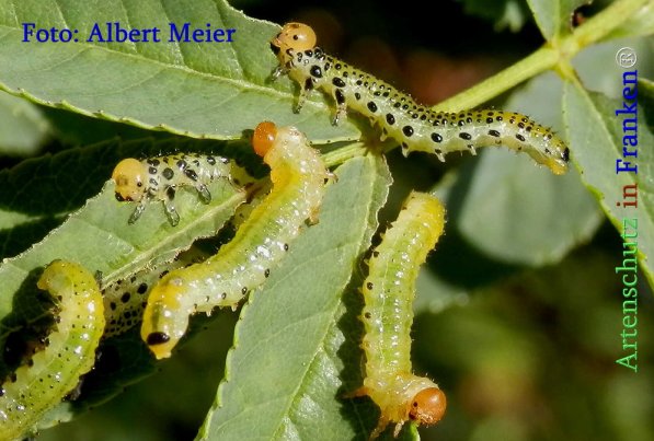 Copyright AiS Albert Meier Bild zum Eintrag (71371-160)