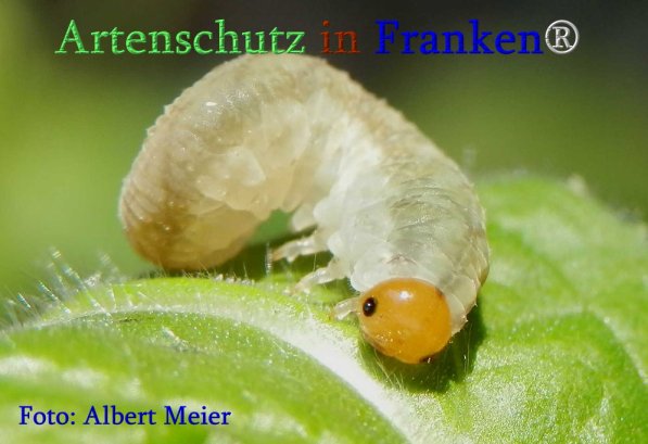 Bild zum Eintrag (71374-160)