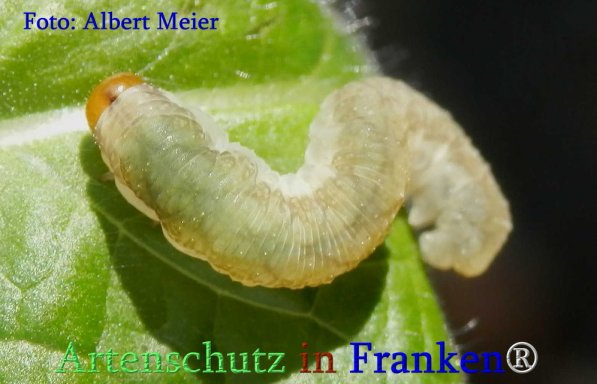 Bild zum Eintrag (71375-160)