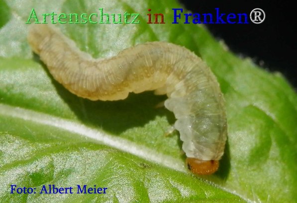 Bild zum Eintrag (71376-160)