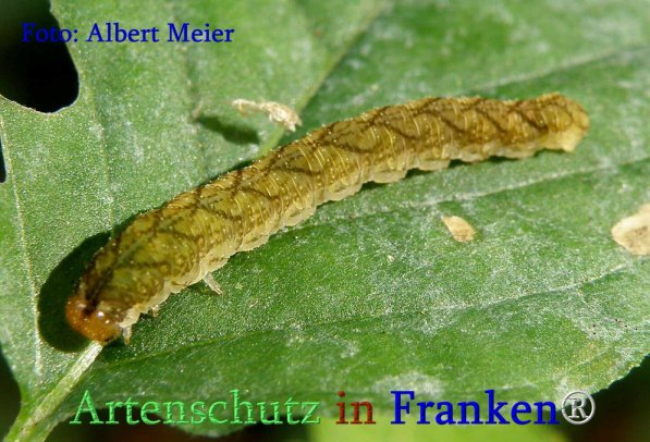 Bild zum Eintrag (71377-160)