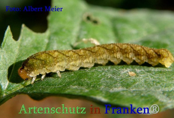 Bild zum Eintrag (71378-160)