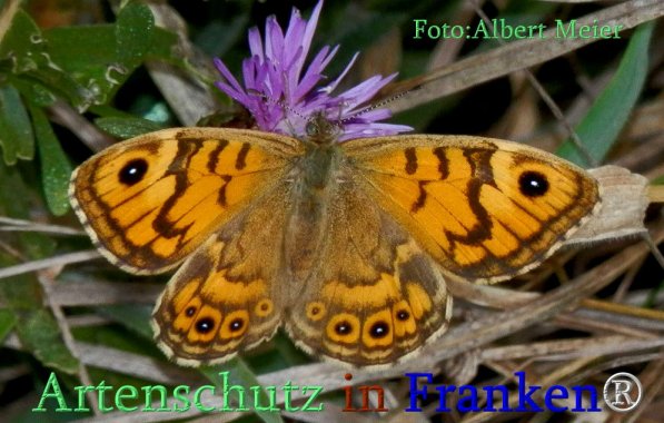 Copyright AiS Albert Meier Bild zum Eintrag (71414-160)