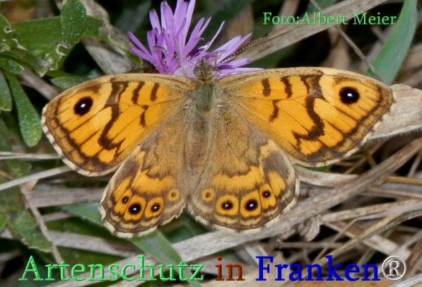 Copyright AiS Albert Meier Bild zum Eintrag (71415-160)