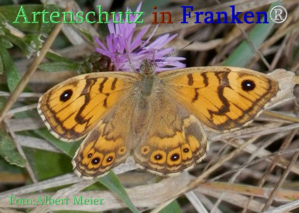 Copyright AiS Albert Meier Bild zum Eintrag (71416-160)