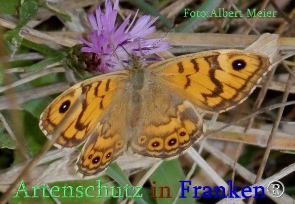 Copyright AiS Albert Meier Bild zum Eintrag (71417-160)