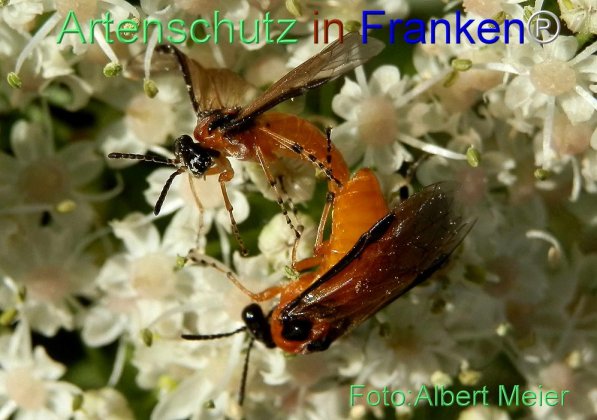Copyright AiS Albert Meier Bild zum Eintrag (71427-160)