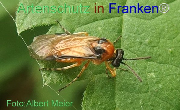 Copyright AiS Albert Meier Bild zum Eintrag (71428-160)