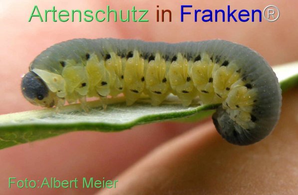 Copyright AiS Albert Meier Bild zum Eintrag (71429-160)