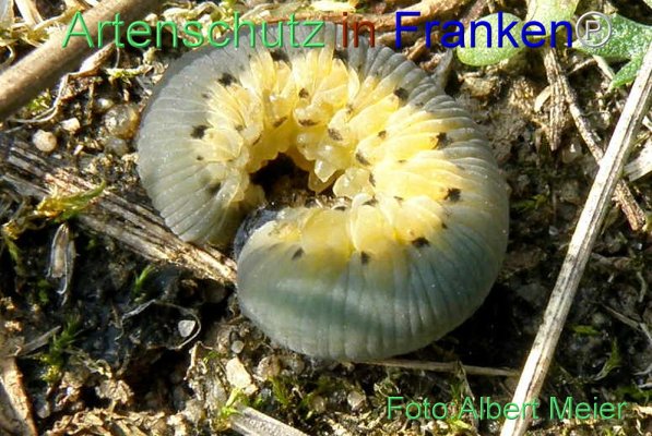 Copyright AiS Albert Meier Bild zum Eintrag (71431-160)