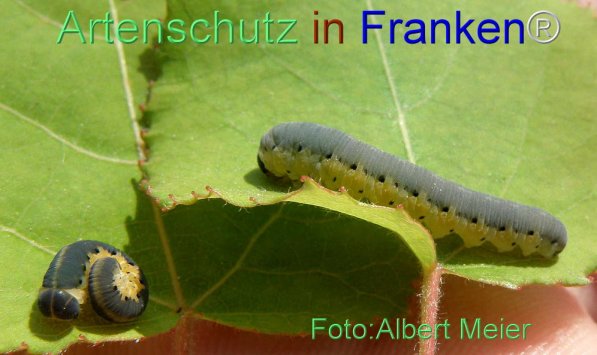 Copyright AiS Albert Meier Bild zum Eintrag (71433-160)
