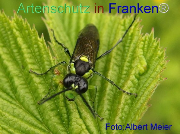 Bild zum Eintrag (71436-160)