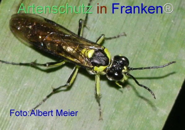 Bild zum Eintrag (71437-160)
