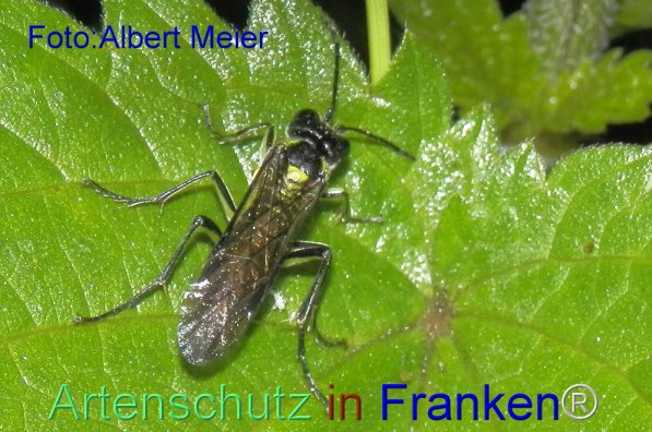 Bild zum Eintrag (71439-160)