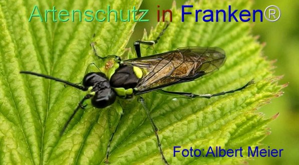 Bild zum Eintrag (71440-160)