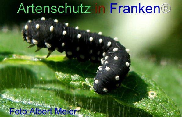 Copyright AiS Albert Meier Bild zum Eintrag (71443-160)