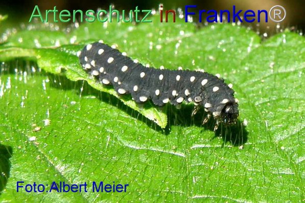 Copyright AiS Albert Meier Bild zum Eintrag (71444-160)