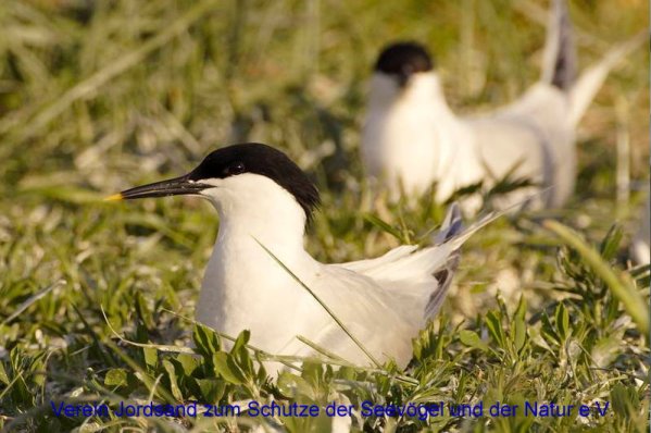 Copyright AiS Verein Jordsand zum Schutze der Seevögel und der Natur e.V. Bild zum Eintrag (71465-160)