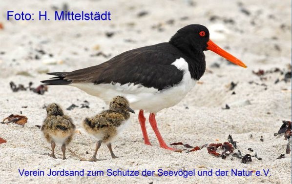Copyright AiS - Verein Jordsand zum Schutze der Seevögel und der Natur e.V. - Mittelstädt Bild zum Eintrag (71467-160)