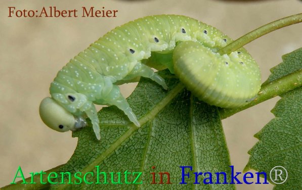 Copyright AiS Albert Meier Bild zum Eintrag (71473-160)