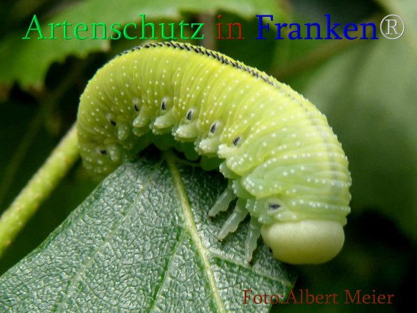 Copyright AiS Albert Meier Bild zum Eintrag (71474-160)