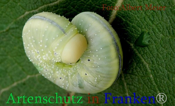 Copyright AiS Albert Meier Bild zum Eintrag (71475-160)