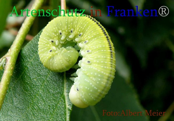 Copyright AiS Albert Meier Bild zum Eintrag (71476-160)