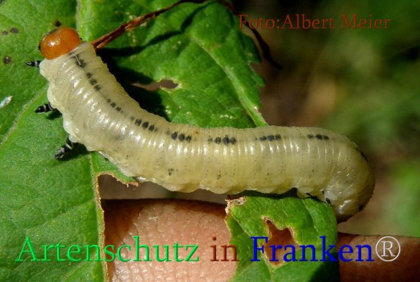Copyright AiS Albert Meier Bild zum Eintrag (71479-160)