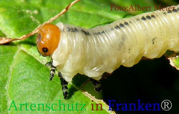 Copyright AiS Albert Meier Bild zum Eintrag (71480-160)