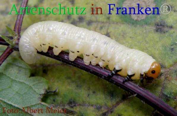 Copyright AiS Albert Meier Bild zum Eintrag (71481-160)