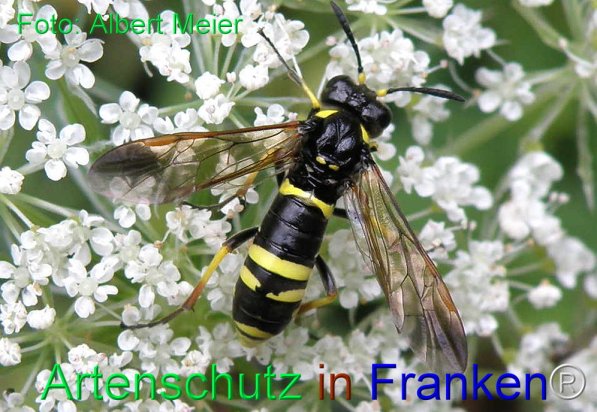 Copyright AiS Albert Meier Bild zum Eintrag (71507-160)