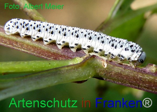 Bild zum Eintrag (71510-160)