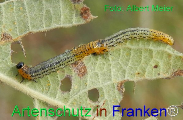 Copyright AiS Albert Meier Bild zum Eintrag (71528-160)