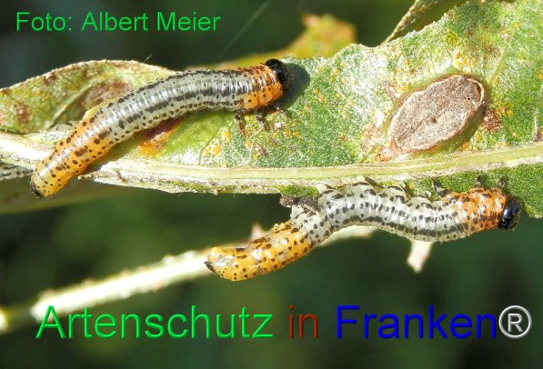 Copyright AiS Albert Meier Bild zum Eintrag (71529-160)