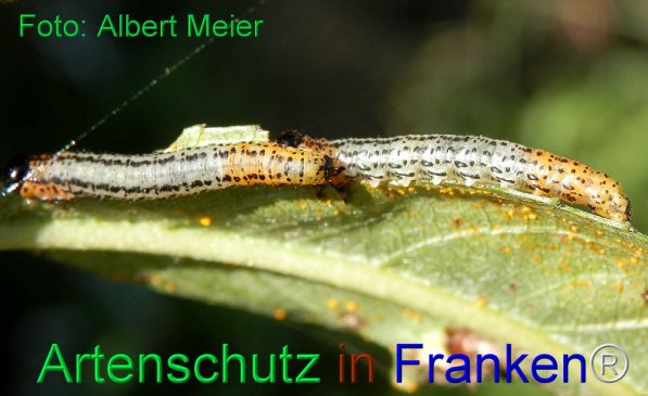 Copyright AiS Albert Meier Bild zum Eintrag (71530-160)